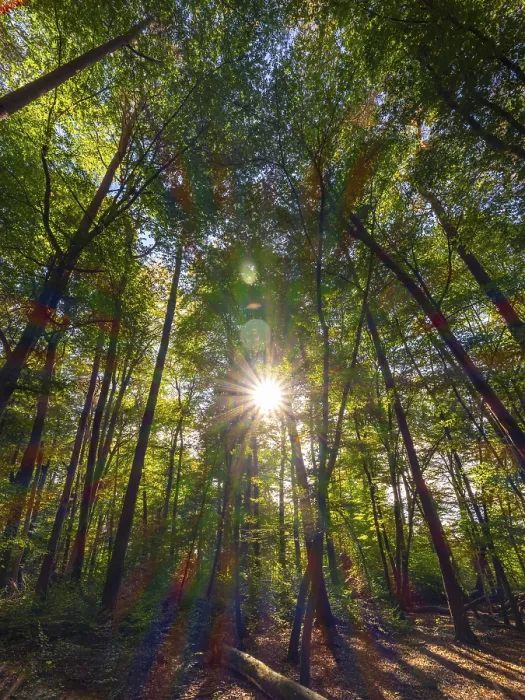 Framed Print : Forest with deciduous trees against the light