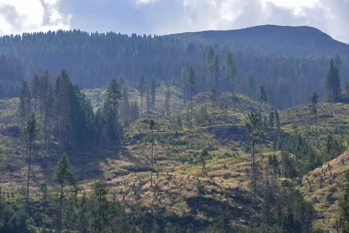 Framed Print : Forest dieback in the Alps, caused by a bark beetle plague