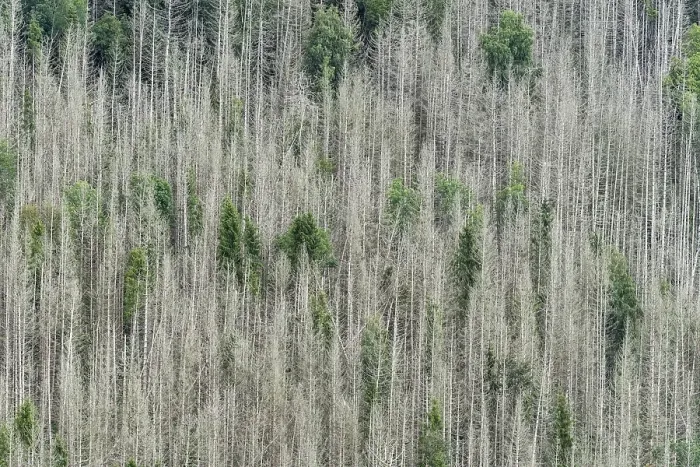 Framed Print : Forest dieback, dead spruce (Picea)