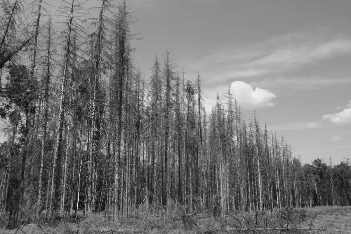 Framed Print : Forest dieback, dead spruce (Picea)