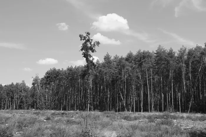 Framed Print : Forest dieback, dead spruce (Picea)