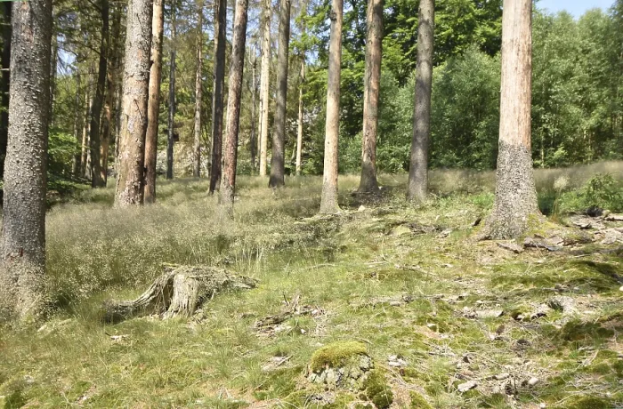 Framed Print : Forest dieback in the Hunsruck-Hochwald National Park with dead conifers