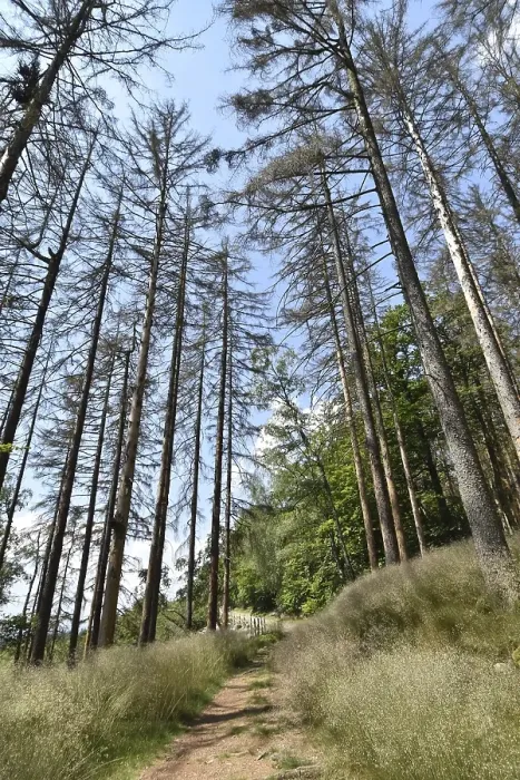 Framed Print : Forest dieback in the Hunsrueck-Hochwald National Park with dead conifers along a hiking trail