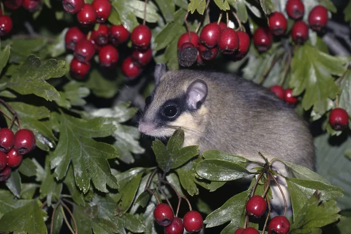 Framed Print : Forest Dormouse (Dryomys nitedula), Germany