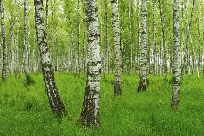Framed Print : Forest of Downy Birch or White Birch (Betula pubescens)