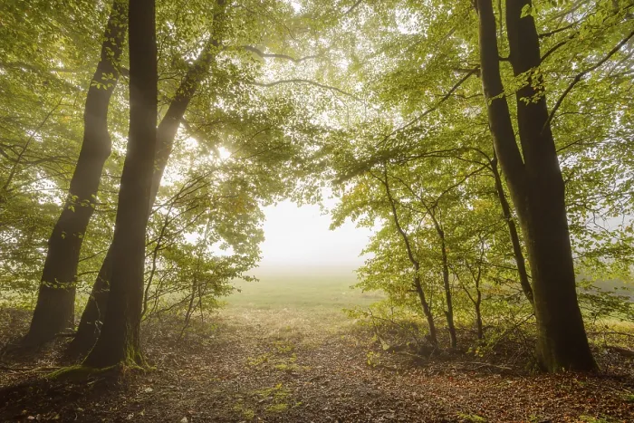 Framed Print : Forest edge with morning mist in autumn