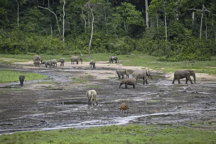 Framed Print : Forest elephants (Loxodonta cyclotis) and bongo antelopes (Tragelaphus eurycerus) in the Dzanga Bai forest clearing
