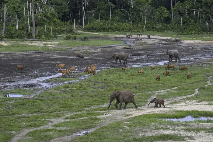 Framed Print : Forest elephants (Loxodonta cyclotis) and bongo antelopes (Tragelaphus eurycerus) in the Dzanga Bai forest clearing