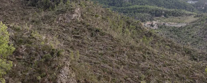 Framed Print : Forest felled by a gale, Banyalbufar