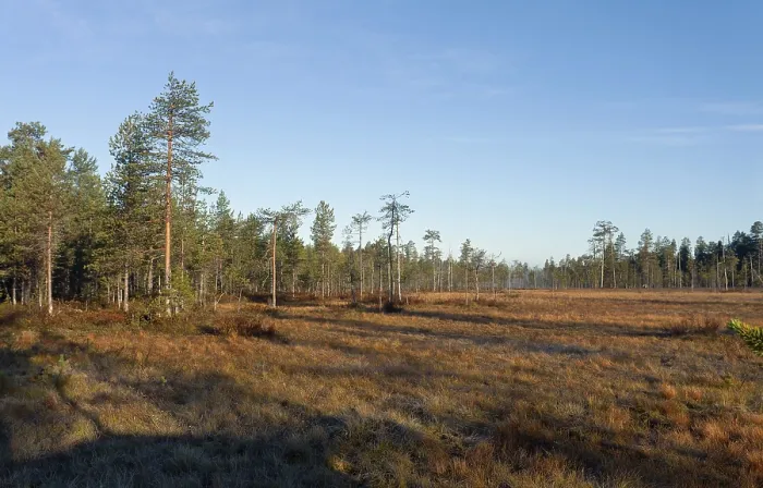 Framed Print : Forest in Finnish Taiga, Kuhmo