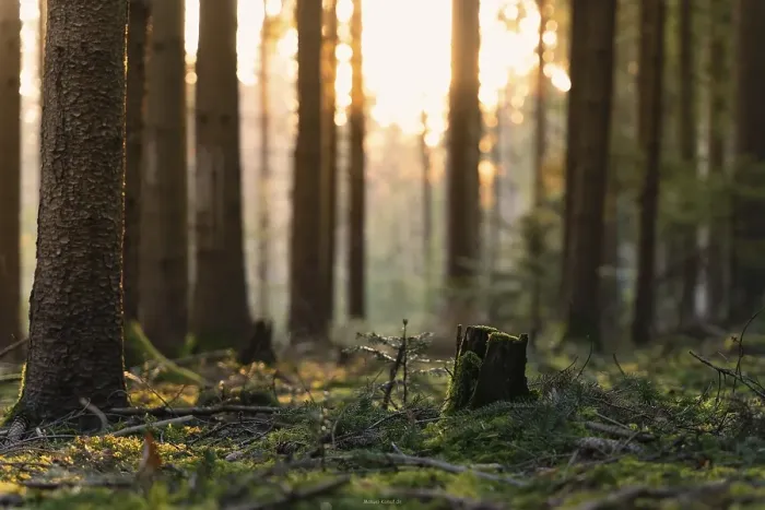 Framed Print : Forest floor in the Black Forest