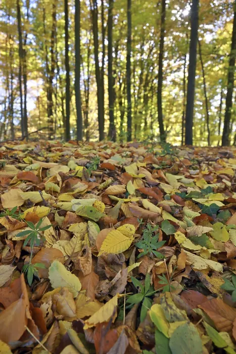 Framed Print : Forest floor covered with colorful foliage in an autumnal beech forest
