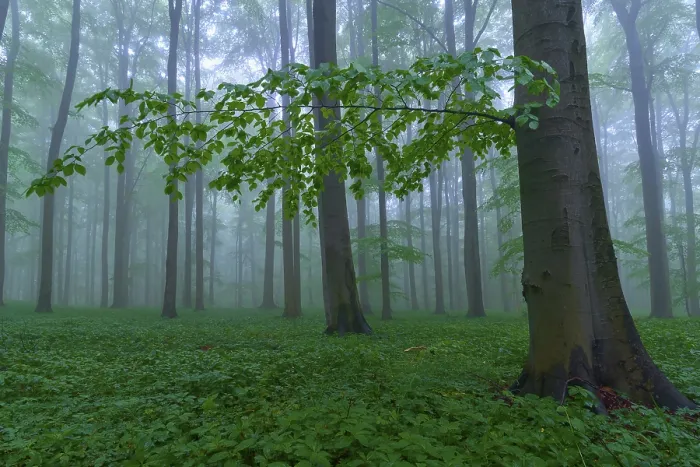 Framed Print : Forest floor with trees in the misty background Framed Print : Forest floor with trees in the misty background