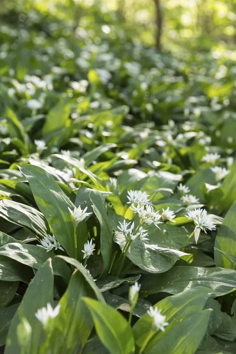 Framed Print : Forest floor with wild garlic (Allium ursinum) in bloom Framed Print : Forest floor with wild garlic (Allium ursinum) in bloom