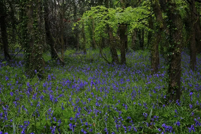 Framed Print : Forest with flowering Common bluebells (Hyacinthoides non-scripta) Framed Print : Forest with flowering Common bluebells (Hyacinthoides non-scripta)