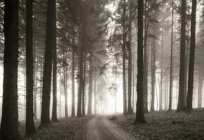 Framed Print : Forest with forest path in the morning mist in autumn