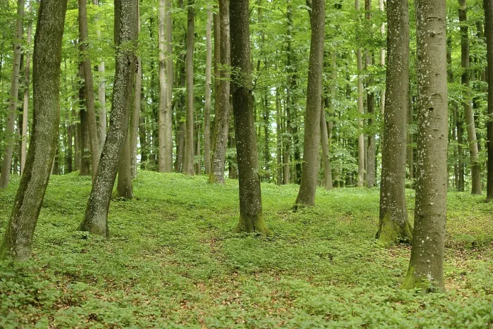 Framed Print : Forest with green trees and lush foliage typical of a woodland environment