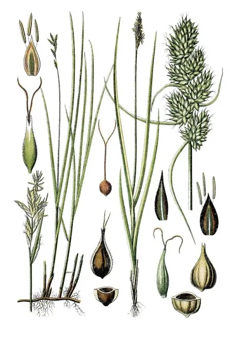Framed Print : Forest hair sedge (Carex brizoides) Framed Print : Forest hair sedge (Carex brizoides)