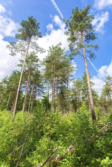 Framed Print : Forest with high pine trees in a beautiful summer sunny day against the blue sky and clouds Framed Print : Forest with high pine trees in a beautiful summer sunny day against the blue sky and clouds