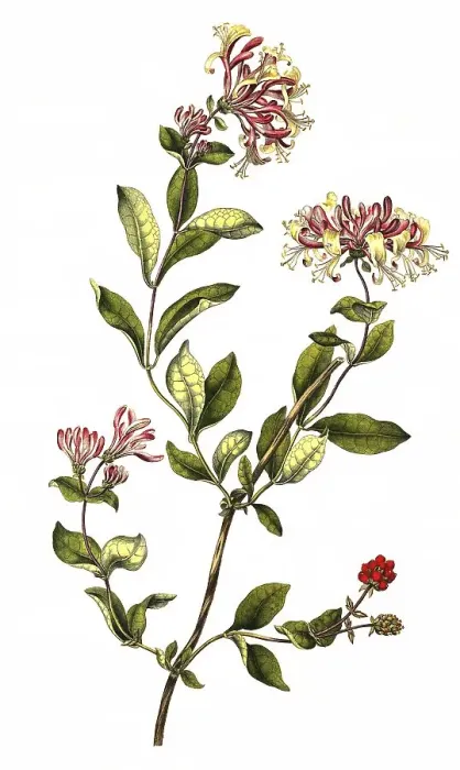 Framed Print : Forest honeysuckle (Lonicera), medicinal plant Framed Print : Forest honeysuckle (Lonicera), medicinal plant