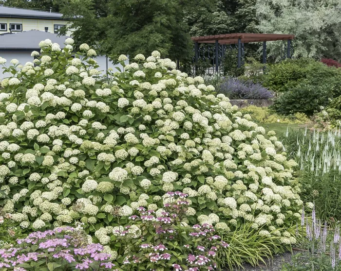 Framed Print : Forest hydrangea (Hydrangea arborescens Grandiflora') Framed Print : Forest hydrangea (Hydrangea arborescens Grandiflora')
