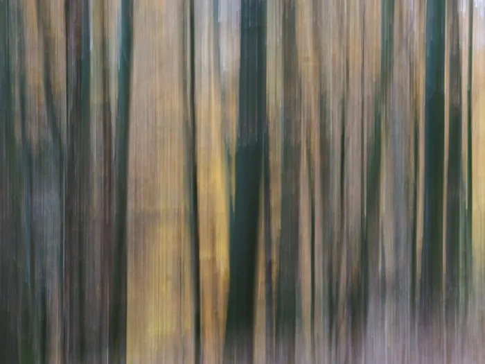 Framed Print : Forest, Impressionistic, Moved