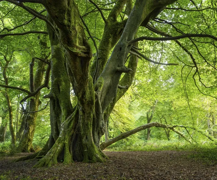 Framed Print : Forest landscape. A mighty gnarled old tree in a forest in Cornwall