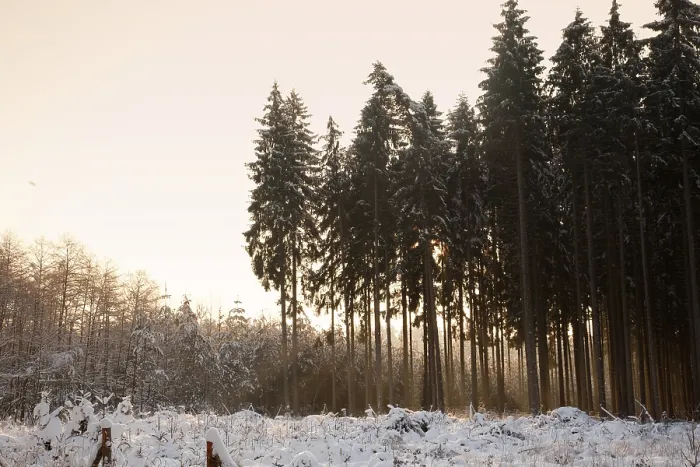 Framed Print : Forest landscape with snow at sunrise winter forest landscape with snow and sunrise