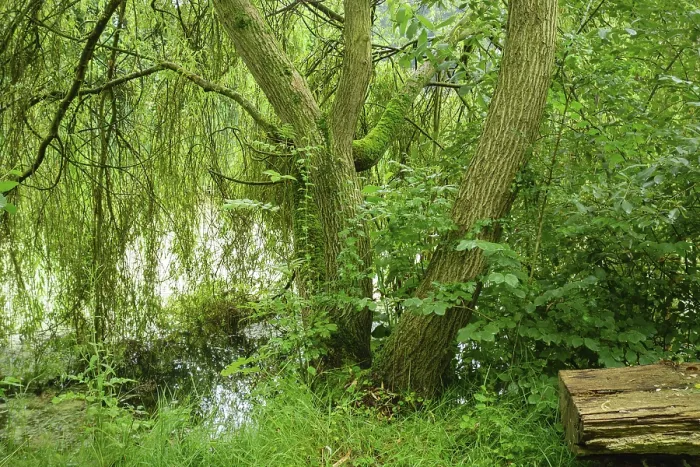 Framed Print : Forest landscape with tree trunks and dense greenery next to calm water
