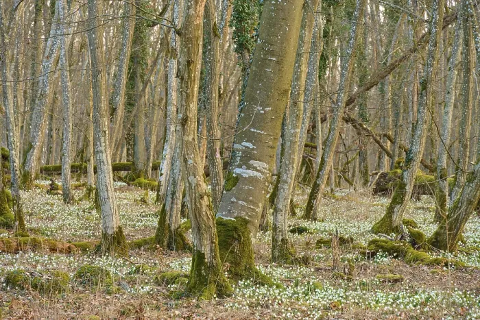 Framed Print : A forest with leaning trees and a dense layer of spring knotweed (Leucojum vernum)