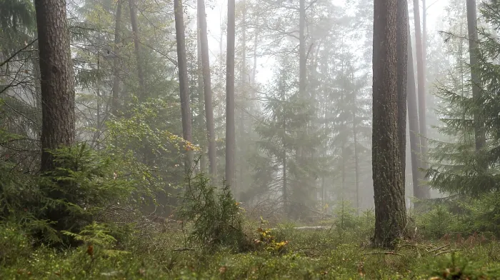 Framed Print : Forest in light mist with pines