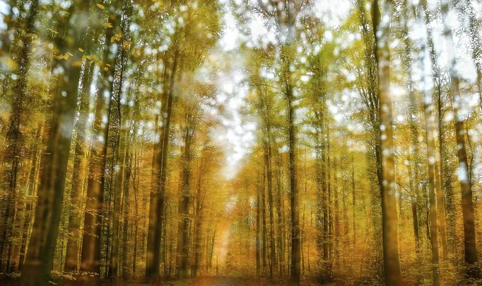 Framed Print : Forest Lower Franconia