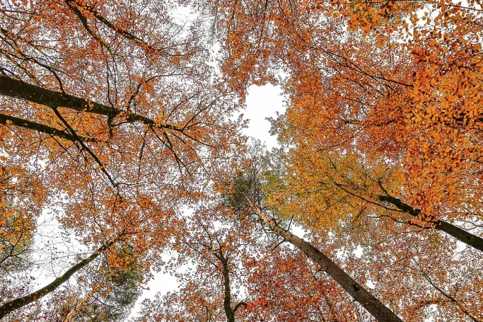 Framed Print : Forest Lower Franconia