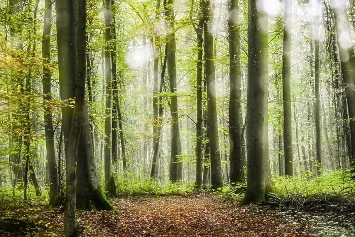 Framed Print : Forest Lower Franconia