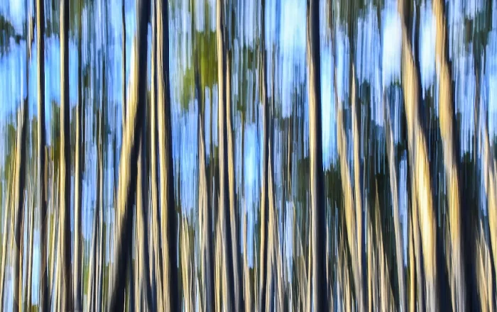 Framed Print : Forest Lower Franconia