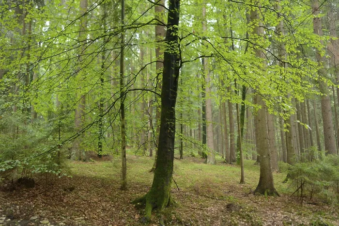 Framed Print : Forest with lush green leaves and straight tree trunks Framed Print : Forest with lush green leaves and straight tree trunks
