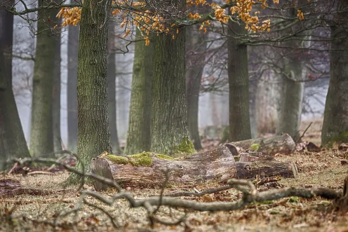 Framed Print : Forest in the mist