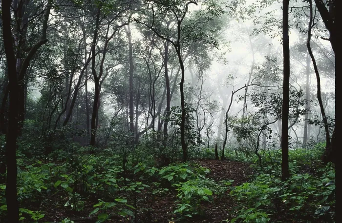 Framed Print : Forest in mist, Matheran, Maharashtra, India Framed Print : Forest in mist, Matheran, Maharashtra, India