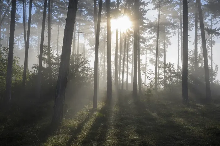 Framed Print : Forest in the morning with fog and sun Framed Print : Forest in the morning with fog and sun
