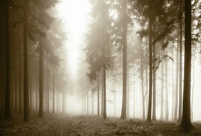 Framed Print : Forest in the morning mist in autumn