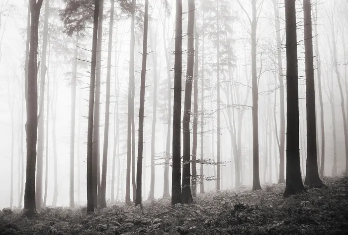 Framed Print : Forest in the morning mist in autumn