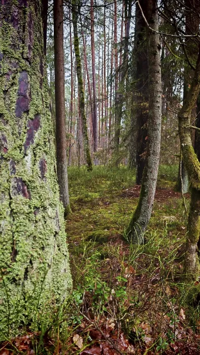 Framed Print : Forest with moss-covered trees and lush vegetation