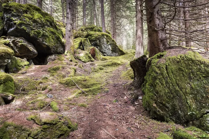 Framed Print : Forest with mossy rocks, WeiBpriachtal