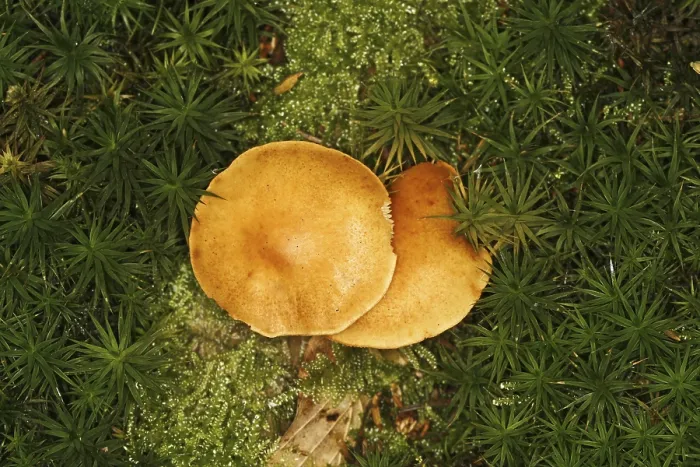 Framed Print : Forest mushrooms in moss Framed Print : Forest mushrooms in moss