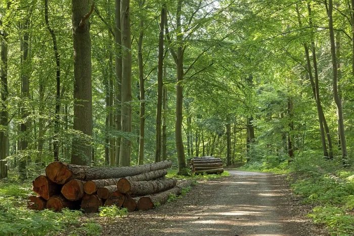 Framed Print : Forest near Sellin, Ruegen Island