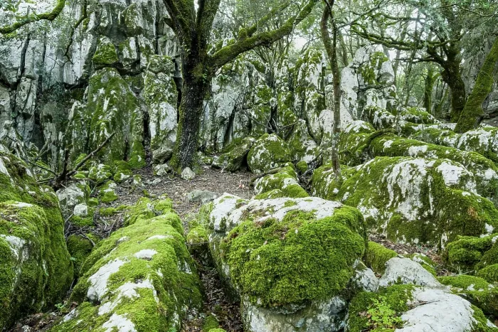 Framed Print : Forest of oaks and karst rock, Es Pixarells Framed Print : Forest of oaks and karst rock, Es Pixarells