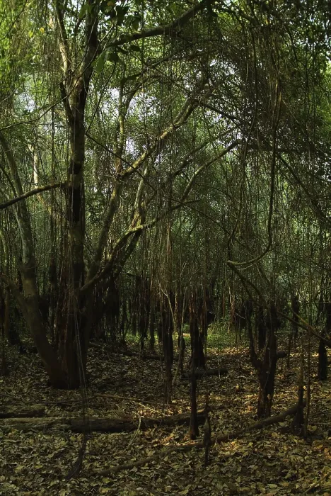 Framed Print : Forest, Pantanal, Mato Grosso, Brazil