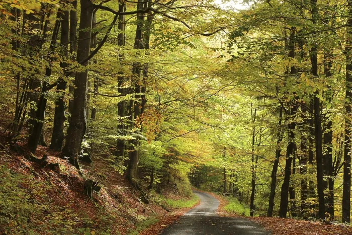 Framed Print : A forest path through the autumn beech forest at the end of October Framed Print : A forest path through the autumn beech forest at the end of October