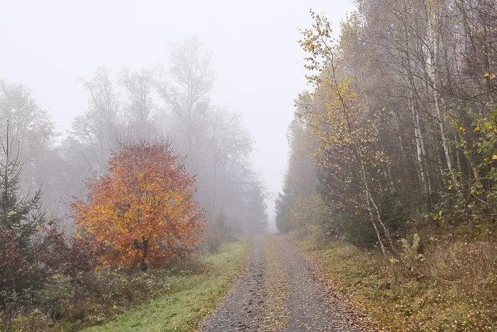 Framed Print : Forest path through an autumn coloured forest in the fog