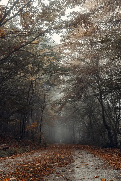 Framed Print : Forest path with autumn leaves and fog